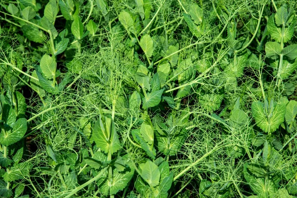 plantas de guisantes